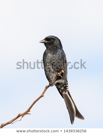 Stock fotó: Fork Tailed Drongo