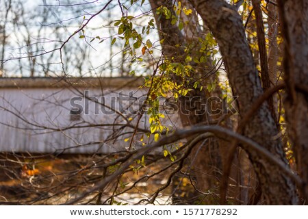 Foto stock: Onte · Coberta · do · Sargento · Verde