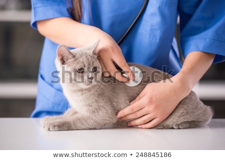 Foto d'archivio: Veterinarian Doctor Making A Checkup Of A Cute Beautiful Cat