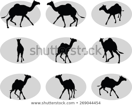 Foto stock: Camel In Trotting Pose