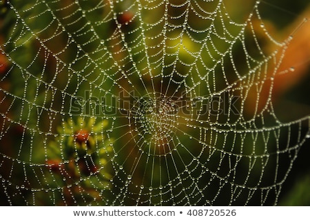 Сток-фото: Web With Dew Drops