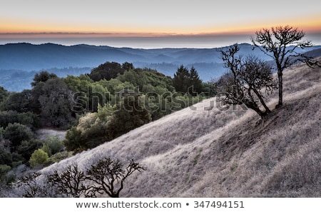 Sunset At Russian Ridge Open Space Preserve San Mateo County Foto stock © yhelfman