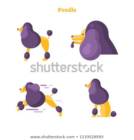 Stockfoto: Poodle Flat Vector Illustration Collection Set Isolated Standing Running Sitting And Closeup Dog