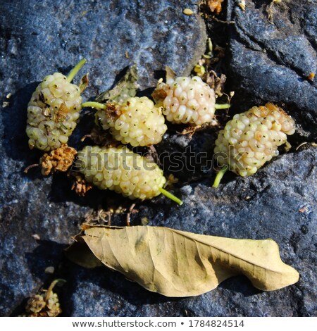 Foto stock: Mulberries Fruit And Mulberry Leaf On White Background Healthy M