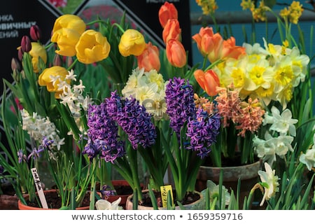 Foto stock: Hyacinths And Tulips