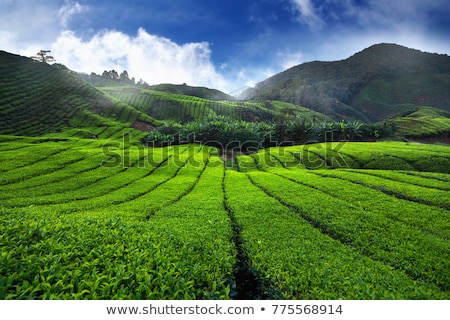 Stockfoto: Amazing Landscape View Of Tea Plantation In Sunset Sunrise Time Nature Background With Blue Sky An