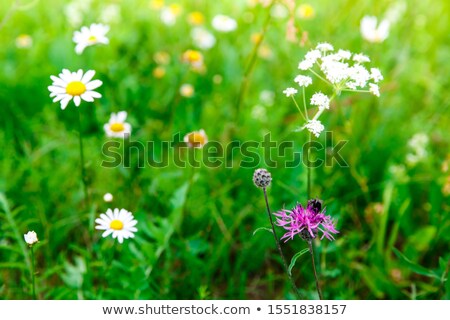 Zdjęcia stock: Spring Green Blooming Wild Meadow Field With Flowering Camille On The Sunlight