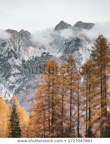 Foto d'archivio: Single Tree And Julian Alps