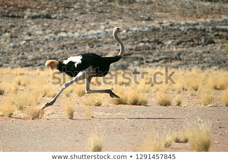 [[stock_photo]]: Ostrich Struthio Camelus