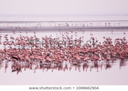Stock fotó: Flamingos In The Lake African Safari Tanzania