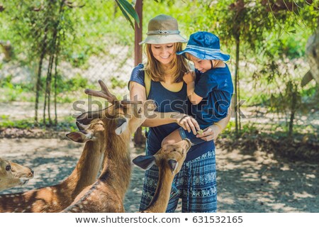 ストックフォト: Mother And Son Feeding Beautiful Deer From Hands In A Tropical Zoo