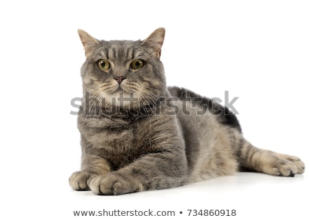 Stock photo: Studio Shot Of An Adorable Tabby Cat