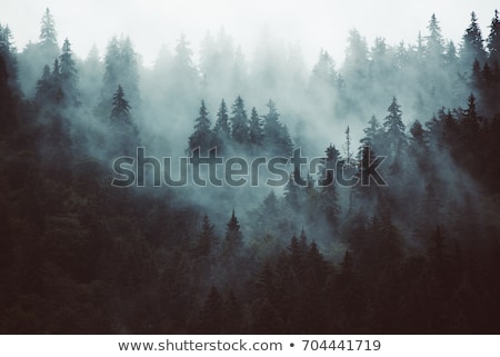 [[stock_photo]]: A Dark Forest In The Winter