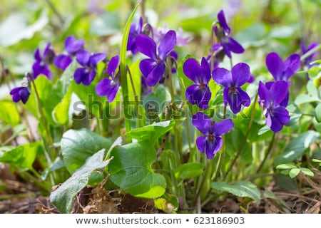 Stock photo: Purple Violet Viola Odorata Closeup