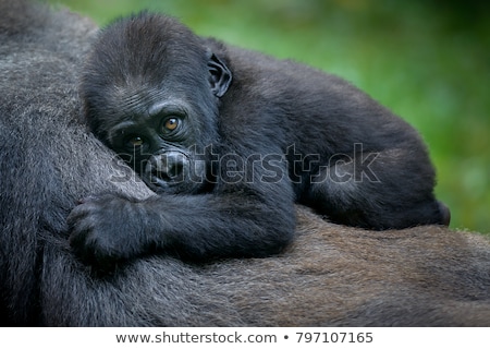 Stok fotoğraf: Family Of Gorillas In The Forest