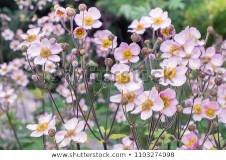 Stok fotoğraf: Japanese Anemone Anemone Hupehensis