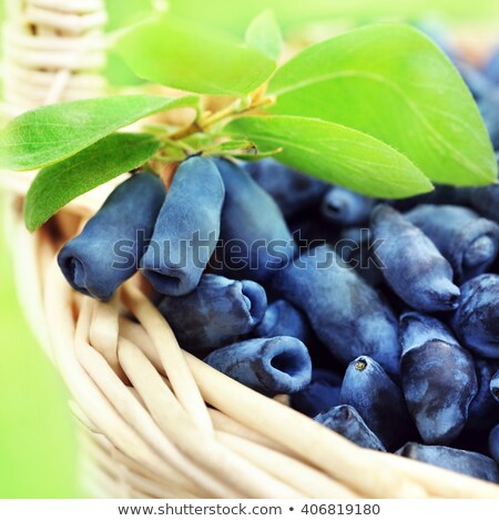 Stock photo: Fresh Honeysuckle Berries