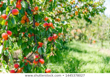 Stock fotó: Apricot Tree With Fruits Growing In The Garden