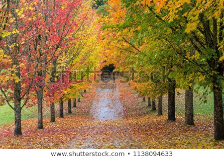 Stock photo: Path Lined With Maple Trees In Fall Season