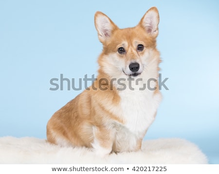 [[stock_photo]]: Smilie Face Dog Portrait In White Studio