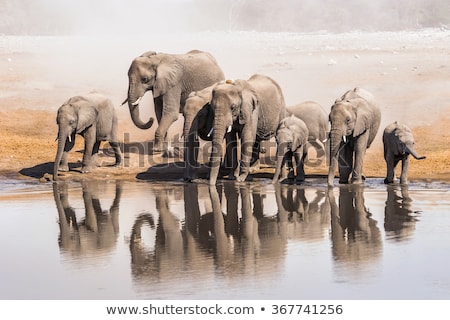 Stock photo: African Elephant On Waterhole Africa Safari Wildlife