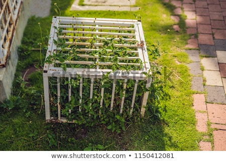 Stok fotoğraf: Nature In A Cage Ccage With Locked Plants