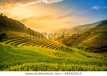 Stok fotoğraf: Image Of Beautiful Terraced Rice Field In Water Season And Irrigation From Dronetop View Of Rices P