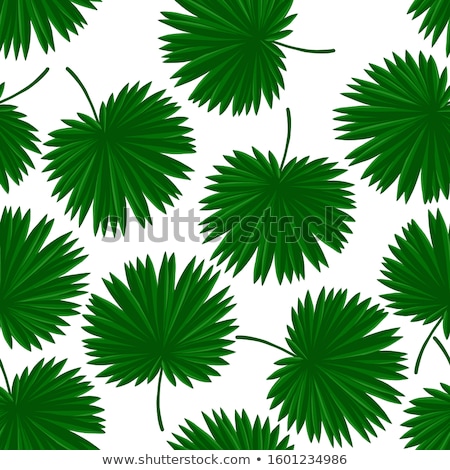 Imagine de stoc: Sabal Palm Exotic Tropical Trees Color Vector