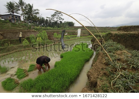 [[stock_photo]]: Irrigation System 08