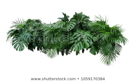 Foto stock: Lush Green Tree Isolated On White Background