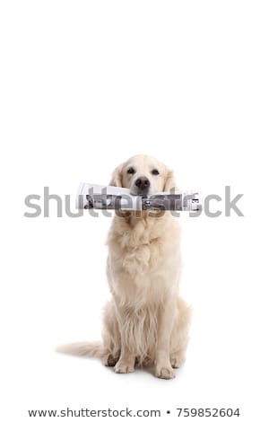 Foto stock: Dog Newspaper