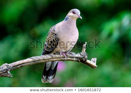 Stock photo: Turtle Dove