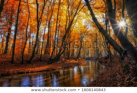 Zdjęcia stock: Autumn Leaves Creek Color