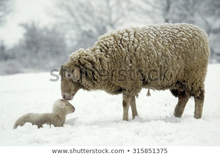 [[stock_photo]]: Sheep In A Snow Covered Landscape