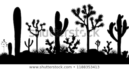 [[stock_photo]]: Joshua Tree In Arizona Forest Park Usa