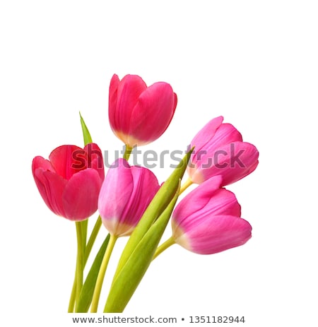 Stock photo: Pink Tulip In Spring Time