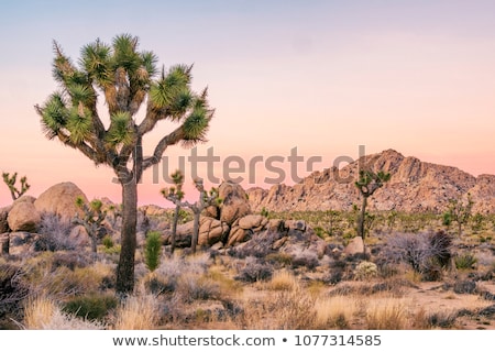 Stock photo: Joshua Tree