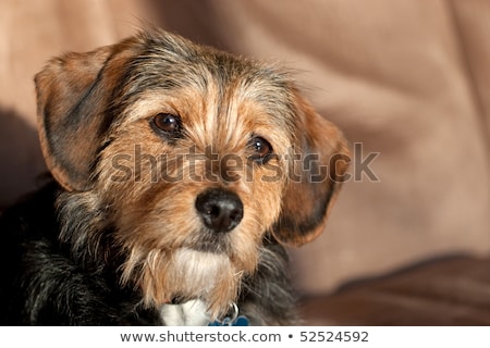 Сток-фото: Yorkie Mix Mutt