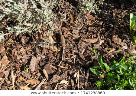 Foto stock: Basking Lizard Among Leaves And Flowers