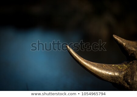 Сток-фото: Horns Of A Rhino