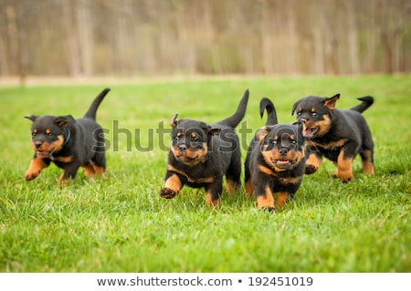 Stock photo: Rottweiler Puppy