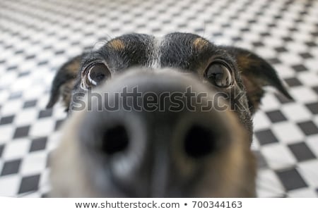 Foto d'archivio: Close Up Curious Dog View