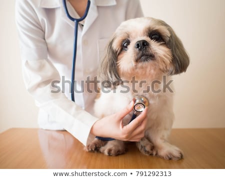 Stock photo: Veterinarian Doctor Checking Up Pet Dog On Table