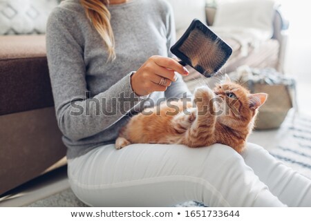 Stock foto: Cute Grey And White Kitten Sitting On The Knees Of The Woman