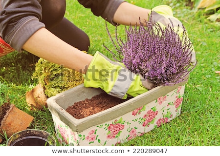 Foto d'archivio: Heather Plants Flowers In Bloom Closeup