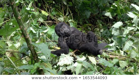 Stock photo: Old Female Mountain Gorilla Portrait