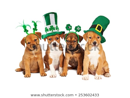 Foto d'archivio: St Patricks Day Dog