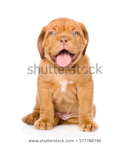 [[stock_photo]]: Brown Dog