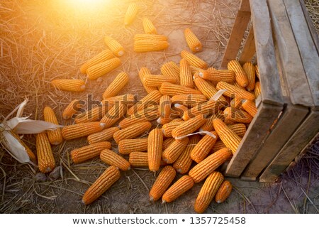 Foto stock: Sweet Yellow Corn Cobs Macro