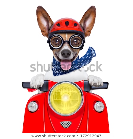 [[stock_photo]]: Motorcycle Dog Summer Dog